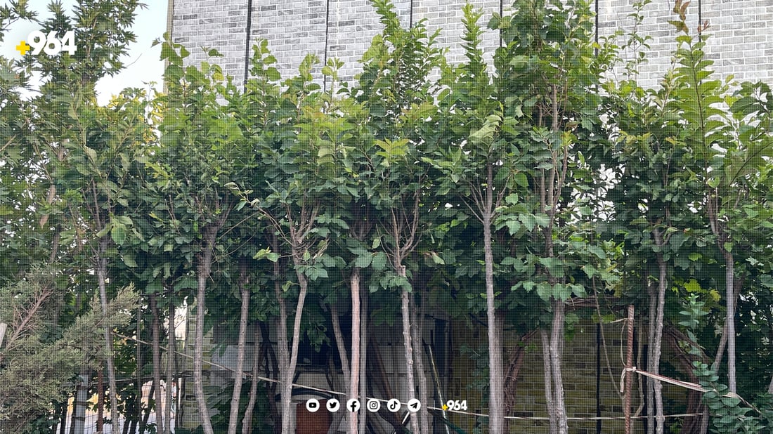 کشتوکاڵی سیوەل جوتیاران ئاگادار دەکاتەوە بچن دار وەربگرن