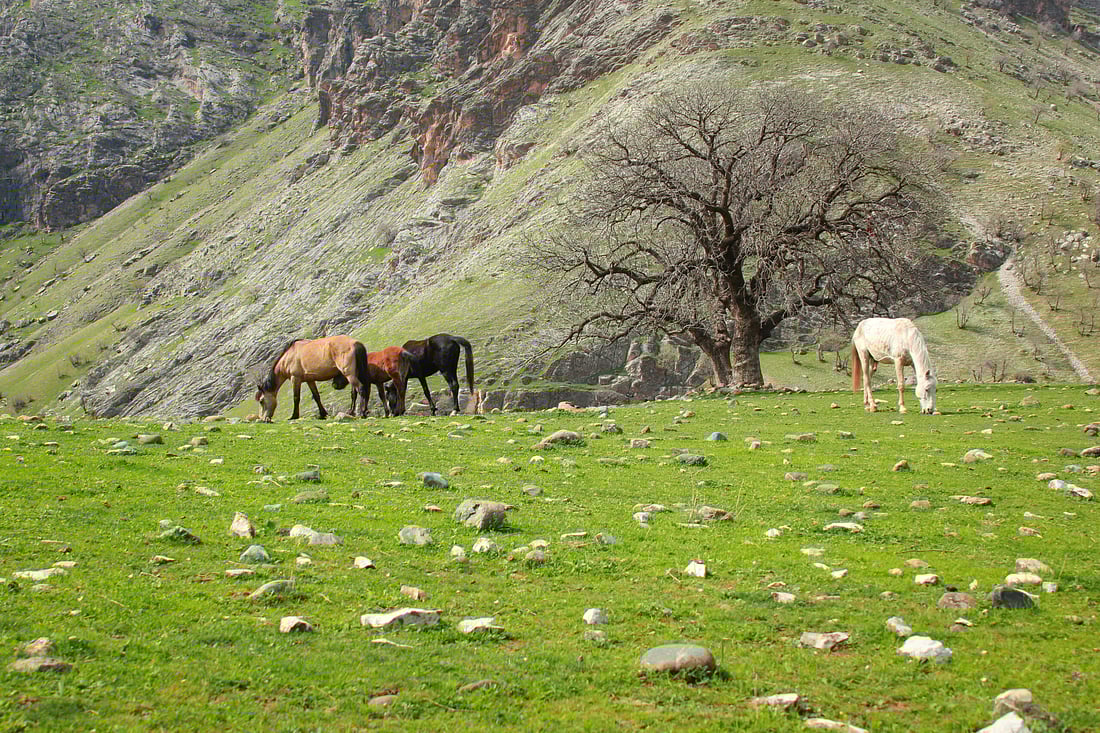 صور: ليست ريف سويسرا.. تجوال حر للخيول في “لبانة” أجمل قرى السليمانية