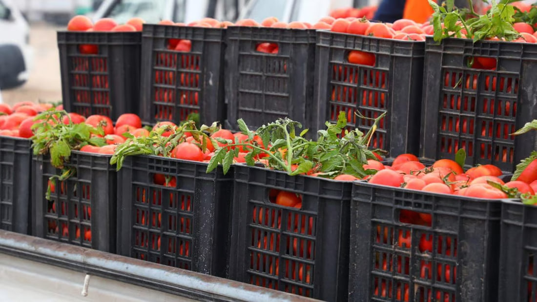 Successful agricultural initiative boosts local tomato production in Al-Najaf