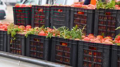 Successful agricultural initiative boosts local tomato production in Al-Najaf