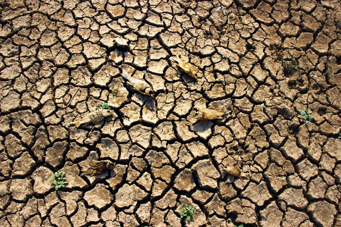 964 به‌دواداچوون بۆ له‌ناوچوونى سه‌دان ماسی له‌ ئاوى سیروان ده‌كات