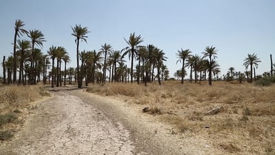خلال عام واحد.. 180 دونماً من بساتين الناصرية تحوّلت لأراضٍ سكنية (فيديو)