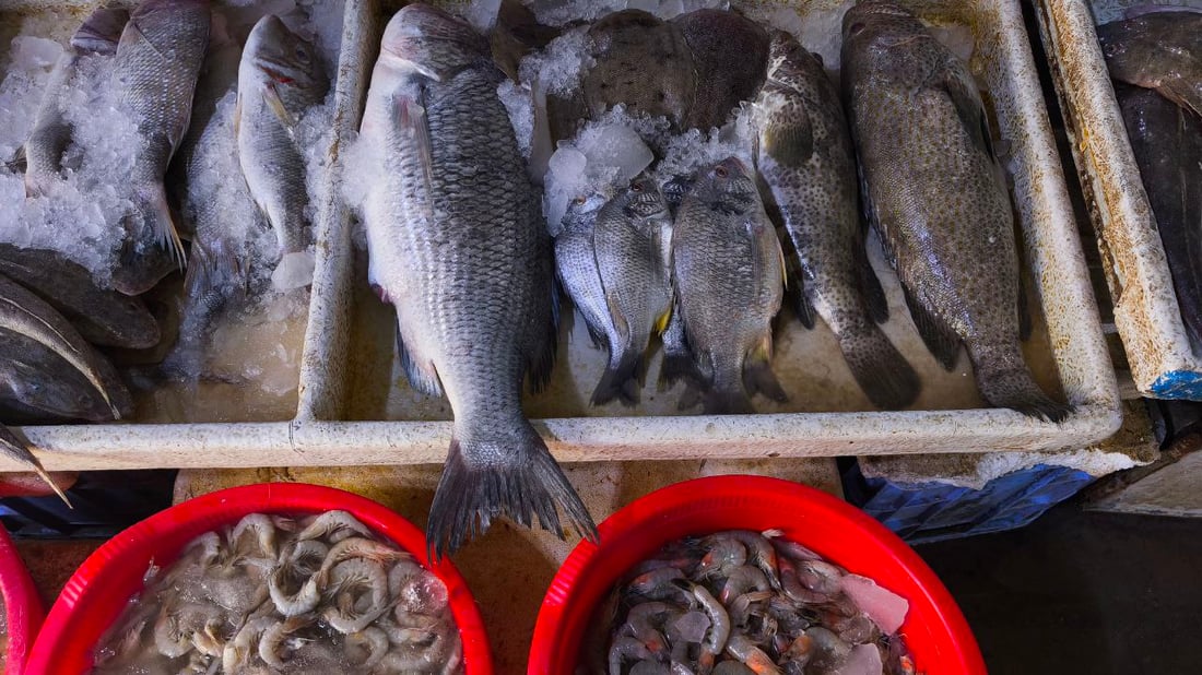 سمكة الضلعة لم تتأثر بالحرب.. 5 أطنان في مرسى النقعة (صور)