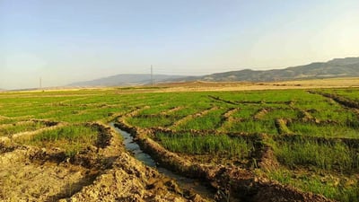 ئه‌مساڵ له‌ ده‌شتى هه‌ریر و باتاس برنجی سه‌دری بۆندرا به‌رهه‌م ده‌هێندرێت