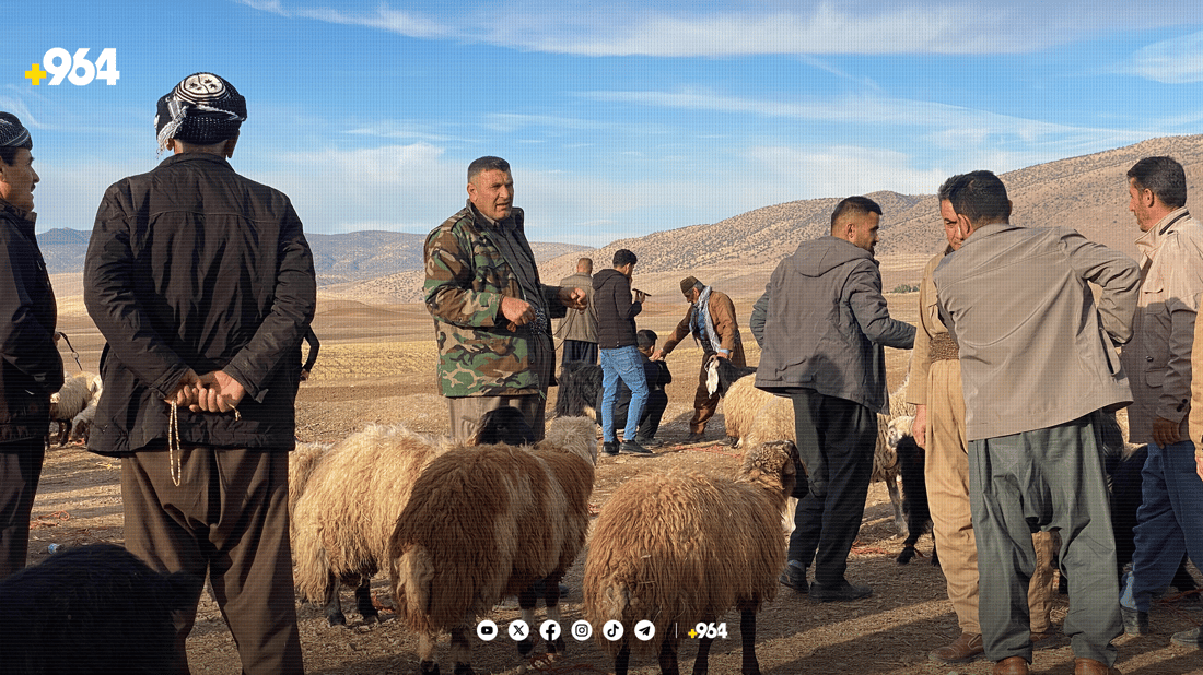 لە هەریر مەیدانێکی جیاوازی ئاژەڵان کراوەتەوە