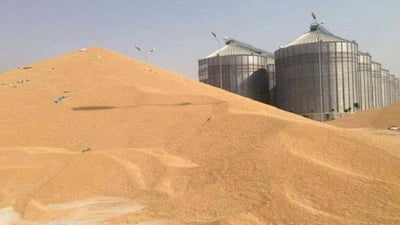 لە کەرکوک وەرگرتنی گەنم دەست پێدەکات