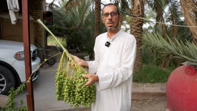 In Al-Huwayr’s palm groves, early chimri signals hopeful start to Iraq’s date season