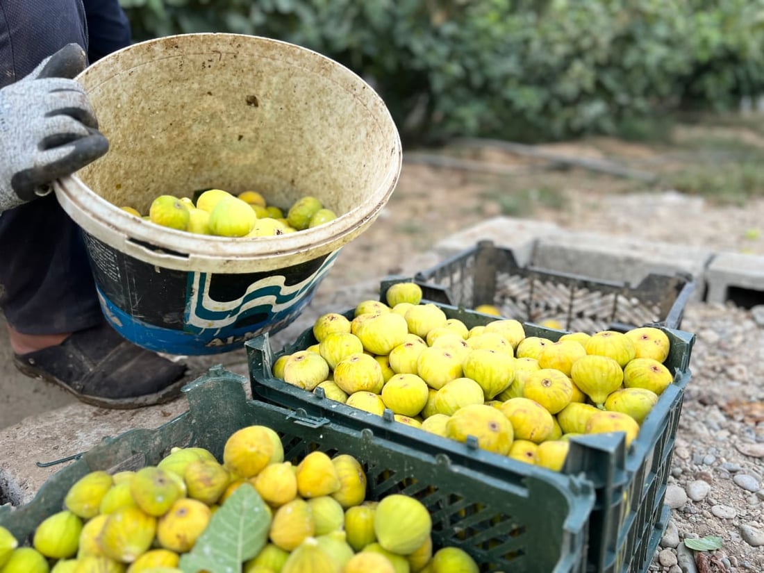 Figs from Taqtaq and Qaranaw draw strong demand in summer market