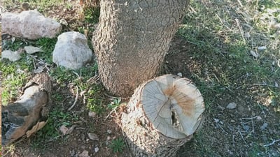 Villagers in Dukan district unite to protect forests, report illegal logging