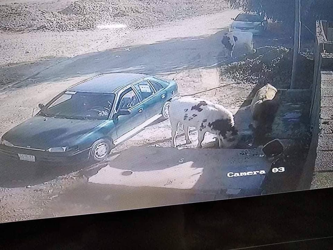 الخالص: أهالي “الزهراء” لا يتحملون أبقار “كشكين”.. تعبث بالنفايات وتخرب الحدائق