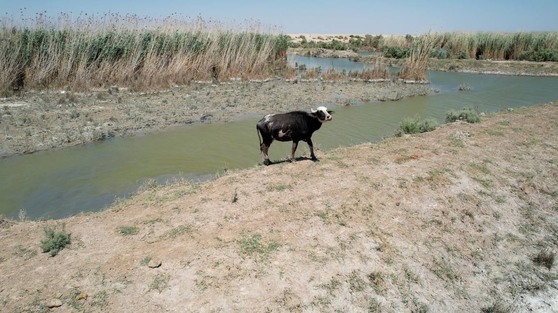كل جاموسة تلتهم 15 كغم يومياً.. الجفاف انتهى والأعلاف بقيت غالية في الكوت