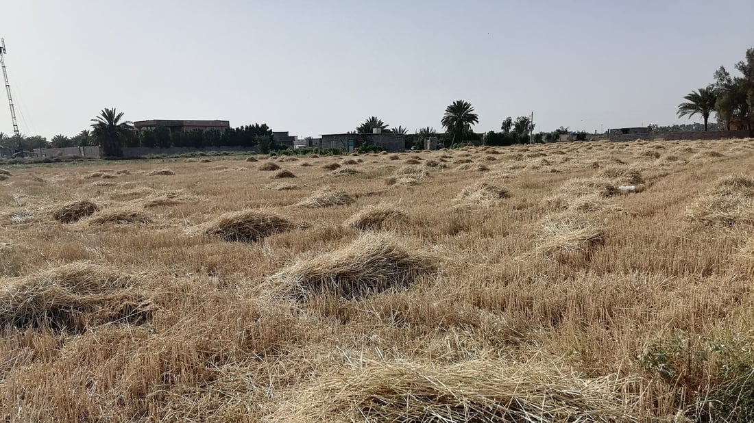 صور: شمال بغداد يحصد من الطارمية حتى تخوم صلاح الدين.. “صرف الأموال يشجعنا”