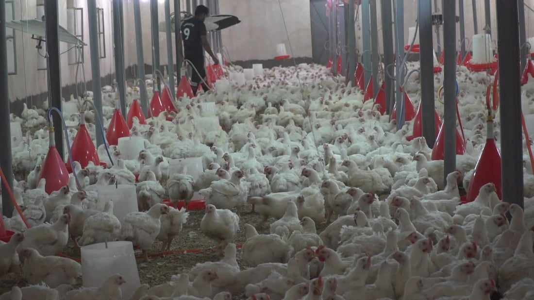 الكلف ارتفعت والضرائب زادت.. إغلاق أكثر من 900 مشروع دواجن في بابل