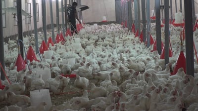 الكلف ارتفعت والضرائب زادت.. إغلاق أكثر من 900 مشروع دواجن في بابل
