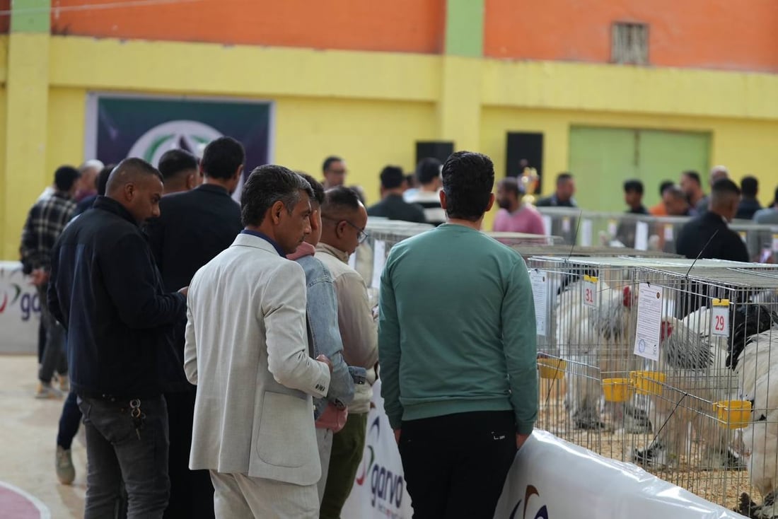 صور: دجاجة بصراوية وديك أربيلي أجمل طيرين في العراق.. مسابقة بإشراف تركي