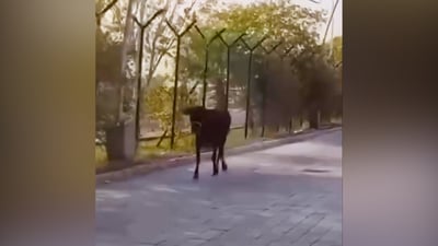 الجميع مندهش من بقرة مطار النجف.. كيف دخلت وقت وصول الوزير؟