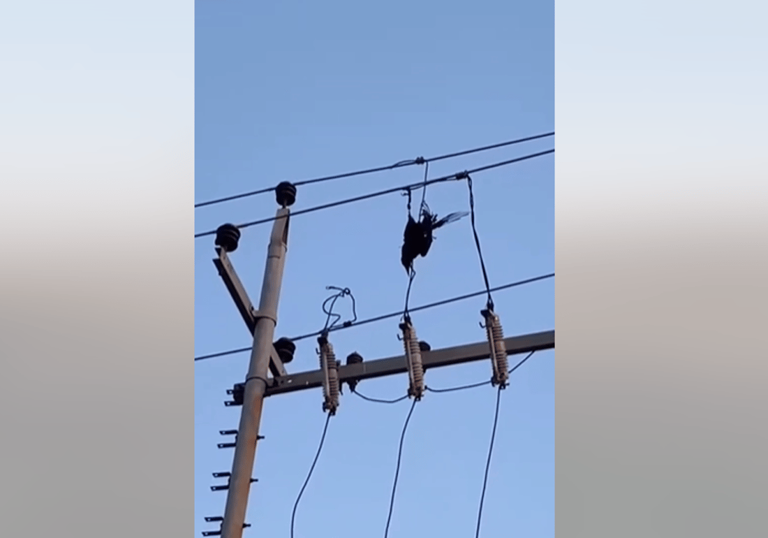قەلەڕەشێک ئاگری لە ناوچەیەک بەردا و کارەبای گوندێکیشی بڕی