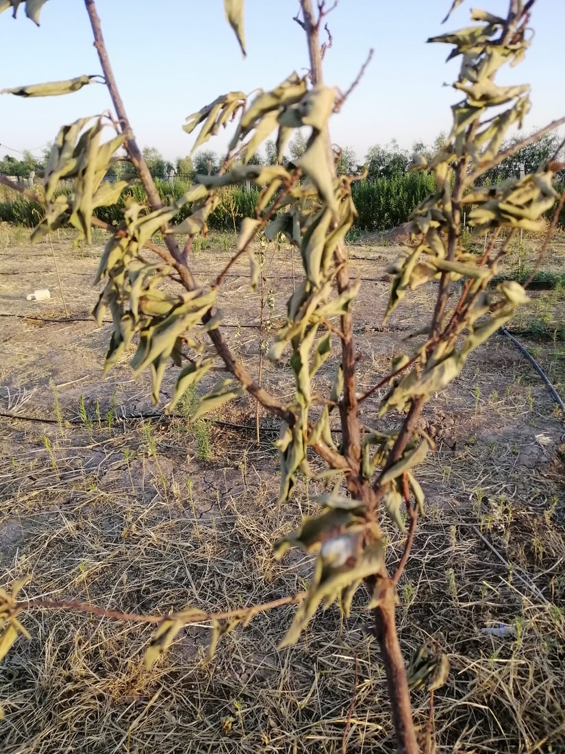 ژمارەیەک دار سیس بوون؛ گەرمایە و کرمیش لەناوە