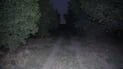 Farmers in Al-Mu’tasim say wild boars damaging crops, causing injuries