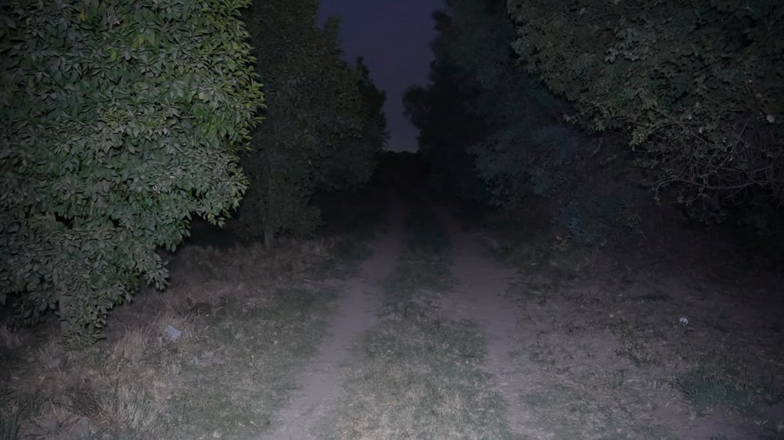 Farmers in Al-Mu'tasim say wild boars damaging crops, causing injuries