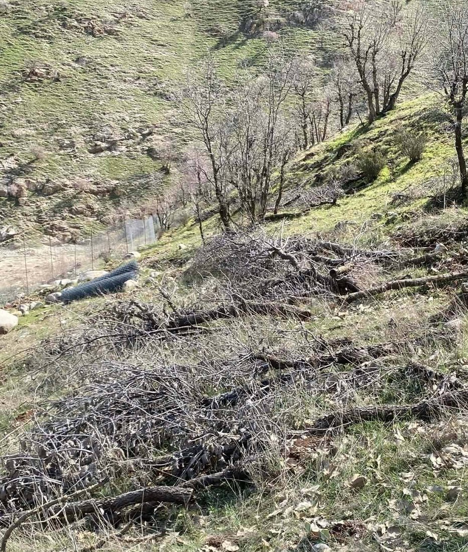 60 داربەڕووی باڵابەرز بڕدرانەوە و کەسێکیش بەتۆمەتی خەڵوزکردن دەستگیرکرا