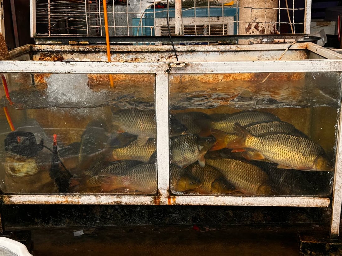 سوق السمك في الموصل ينتعش.. زوار أجانب يتوافدون يومياً (صور)