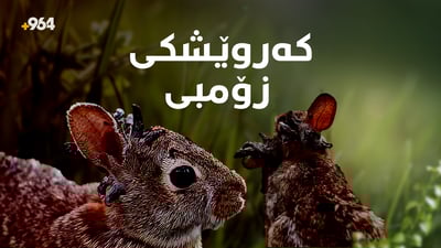 بەشێک لە کەروێشکەکانی ئەمریکا بوون بە بوونەوەری قۆچدار