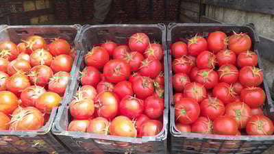 تەماتەى هاوردە گەیشتەوە بازاڕەکانى هەرێم