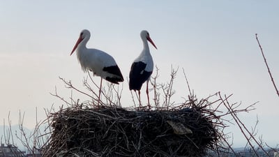 لەق لەقەکانی پشدەر پـێـش مەوسیمی خۆیان گەڕاونەتەوە