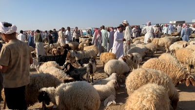 الصباح من أبعد علوة.. دخل الخريف وسوق المواشي انتعش (فيديو)