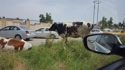 بلدروز: حظر تجوال على المواشي بعد إصابة قصاب ثلاثيني بالحمى النزفية