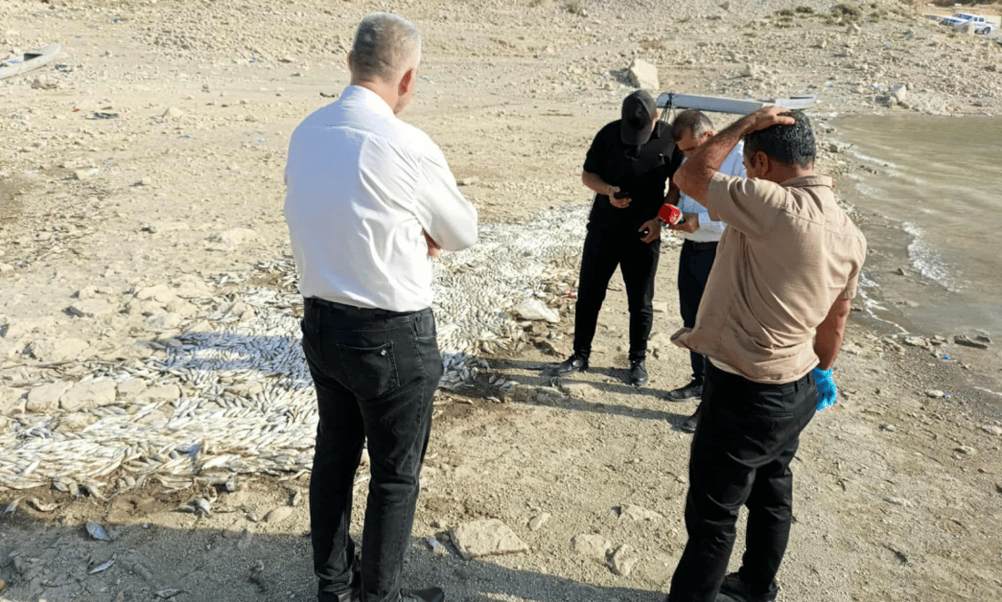 نزیکەی شەش هەزار ماسی مرداربوونەوە و هۆکارەکەی ئاشکرا کرا 