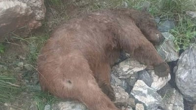 Second brown bear shot dead in Balakayati border region, raising alarm over wildlife protection