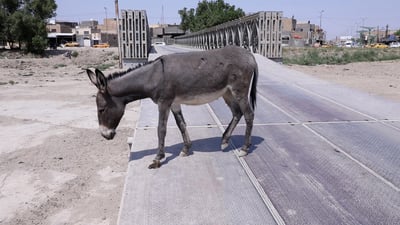 فيديو: جسر الديوانية يقود إلى لا شيء.. شكراً للجيش لكن الهدية غير مفيدة