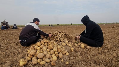 بطاطا العراق نضجت لكن ثلث إنتاج 2020 وعوائل الشبك تقلع