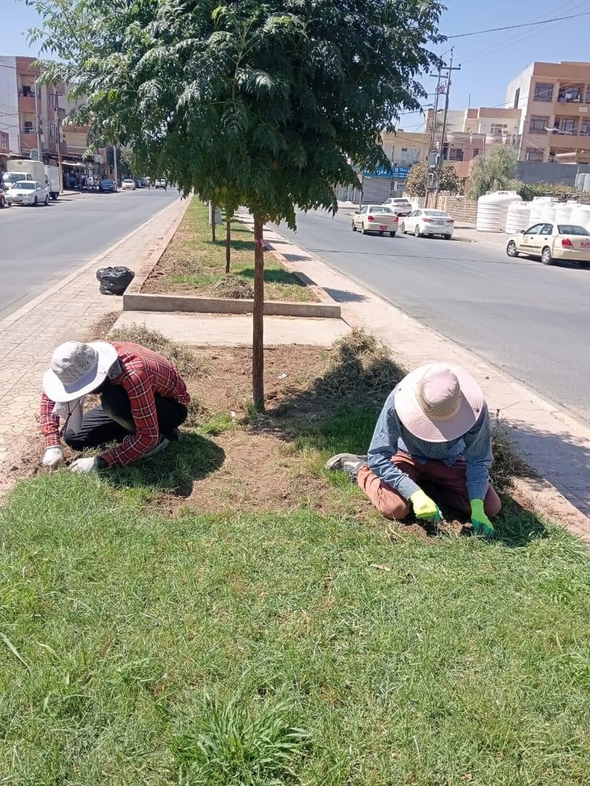 کرم بەربووەتە چیمەنی شەقام و پارکەکانی زاخۆ
