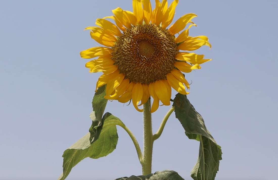 Sunflower farming declines sharply in Salah al-Din amid drought, lack of processing plants