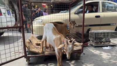 لە ژێرپردەکەی سلێمانی کاریلەی هۆڵەندی دەفرۆشێت