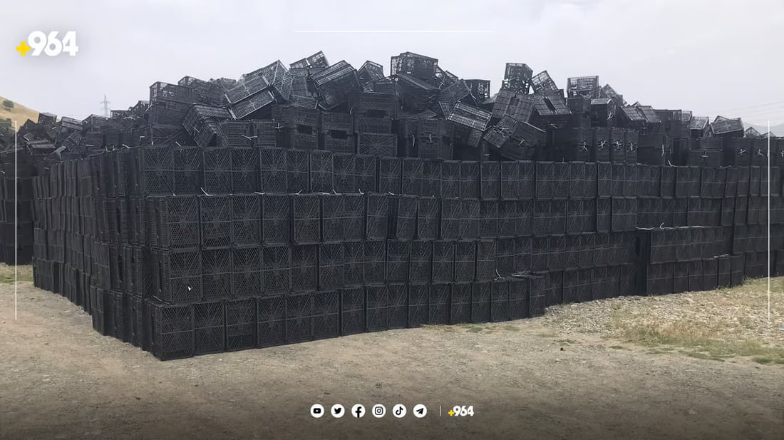 صور من بنجوين: انتاج الصناديق على مدار 24/7.. محصول هذا العام كبير جداً