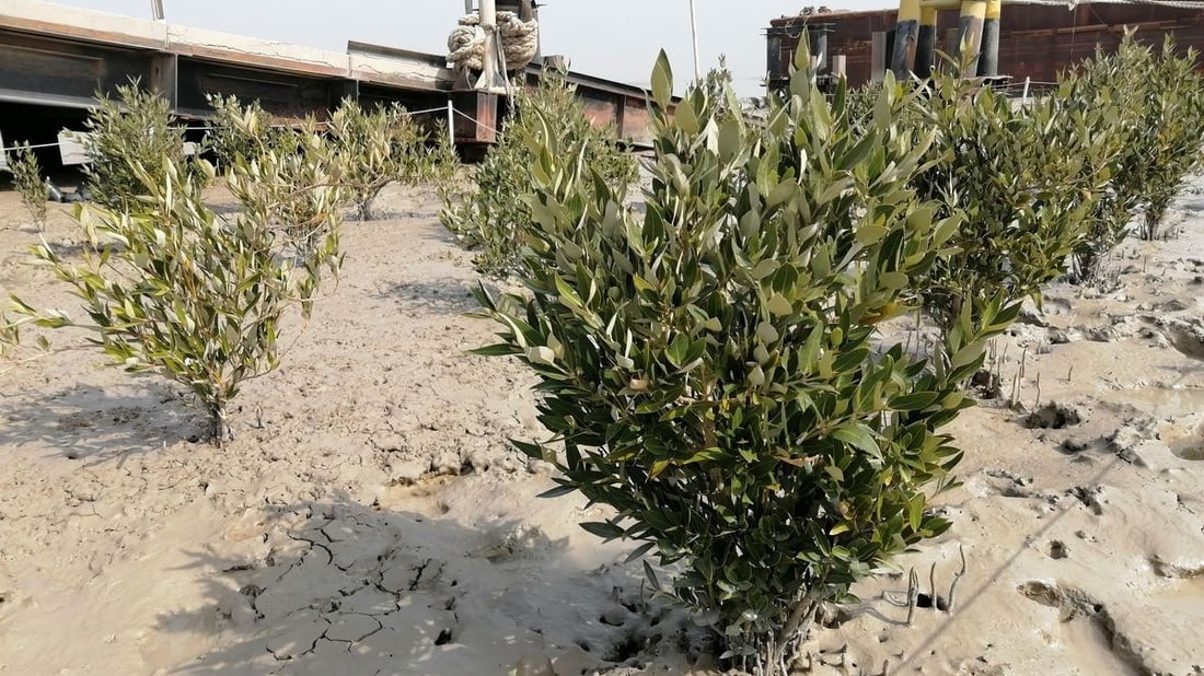 البصرة تنهي مخاطر عصر “الكاربس”.. بمليون شجرة “مانغروف” استوائية