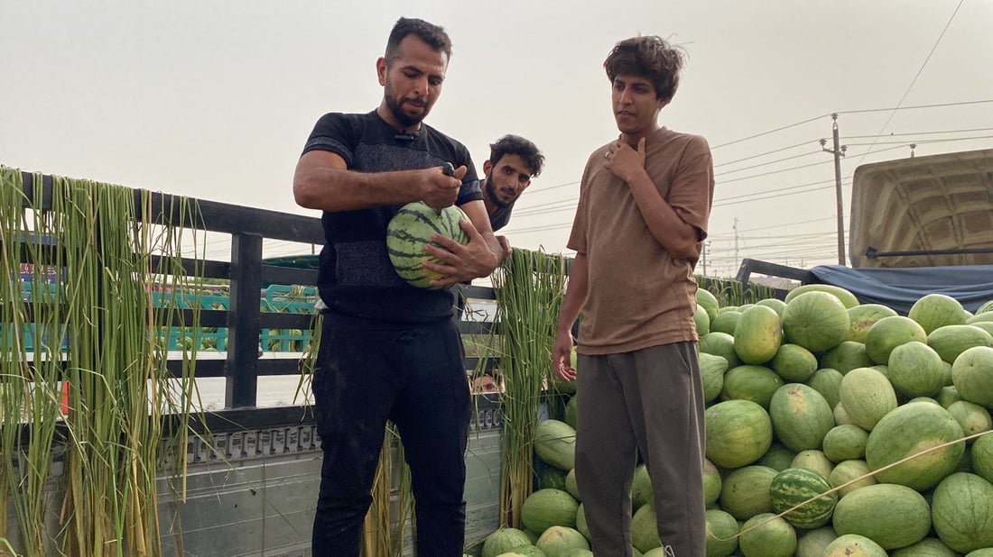 صور: “رقي الأناناس” في الناصرية للمرة الأولى.. فاكهة “لذيذة” تثير فضول الزبائن