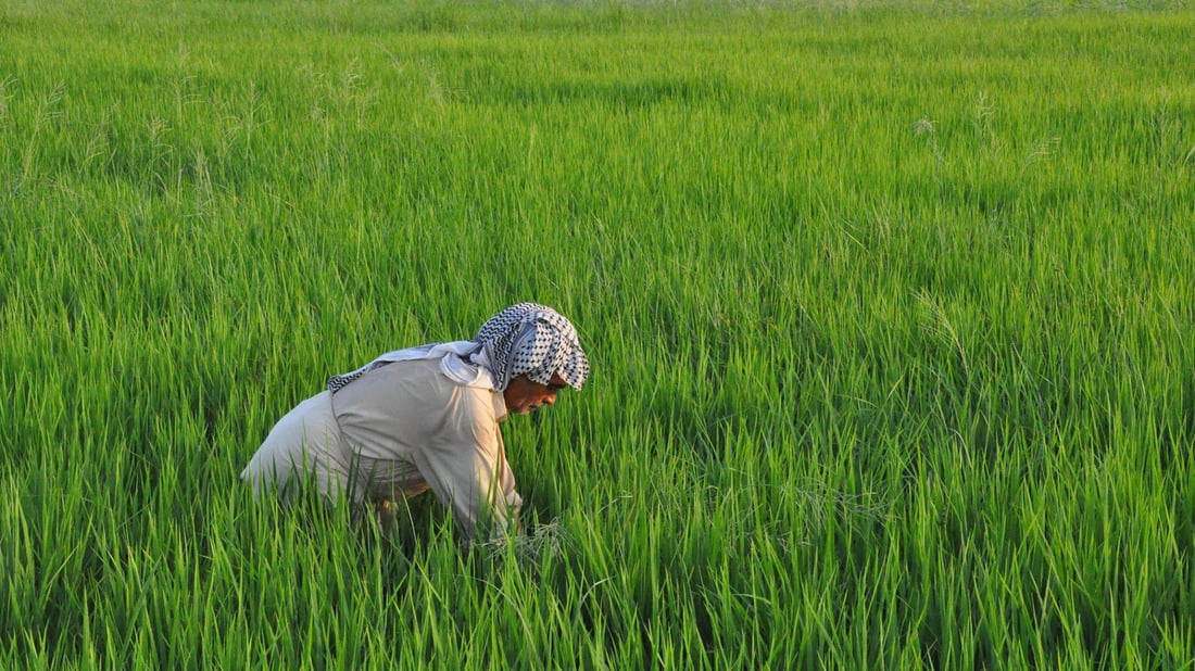 Iraq to resume cultivation of amber rice