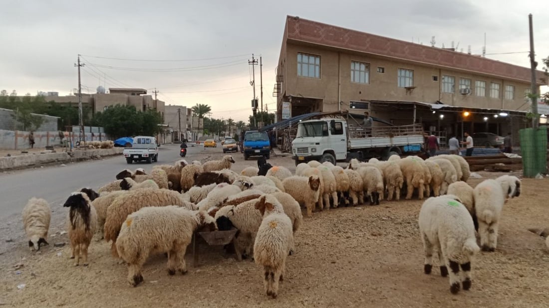 3 وزارات: بيع الغنم على الأرصفة يضبط أسعار اللحم ومن الصعب معاقبة المخالفين