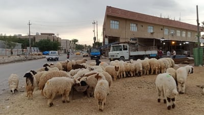 3 وزارات: بيع الغنم على الأرصفة يضبط أسعار اللحم ومن الصعب معاقبة المخالفين
