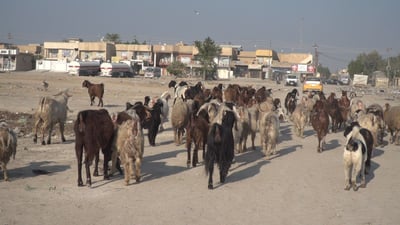 الحلة تسبق الأضحى بحملة على “جوبات” الأغنام.. خطة لمنع الرعي والجزر العشوائي