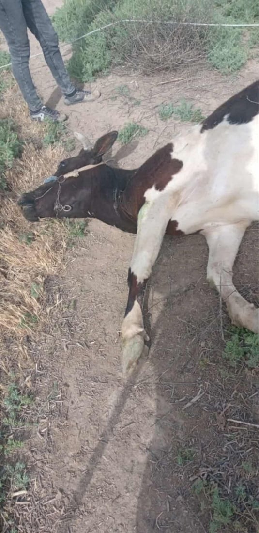 الراعي نجا بأعجوبة.. عاصفة ترابية أسقطت أعمدة كهرباء على قطيع أبقار في كركوك