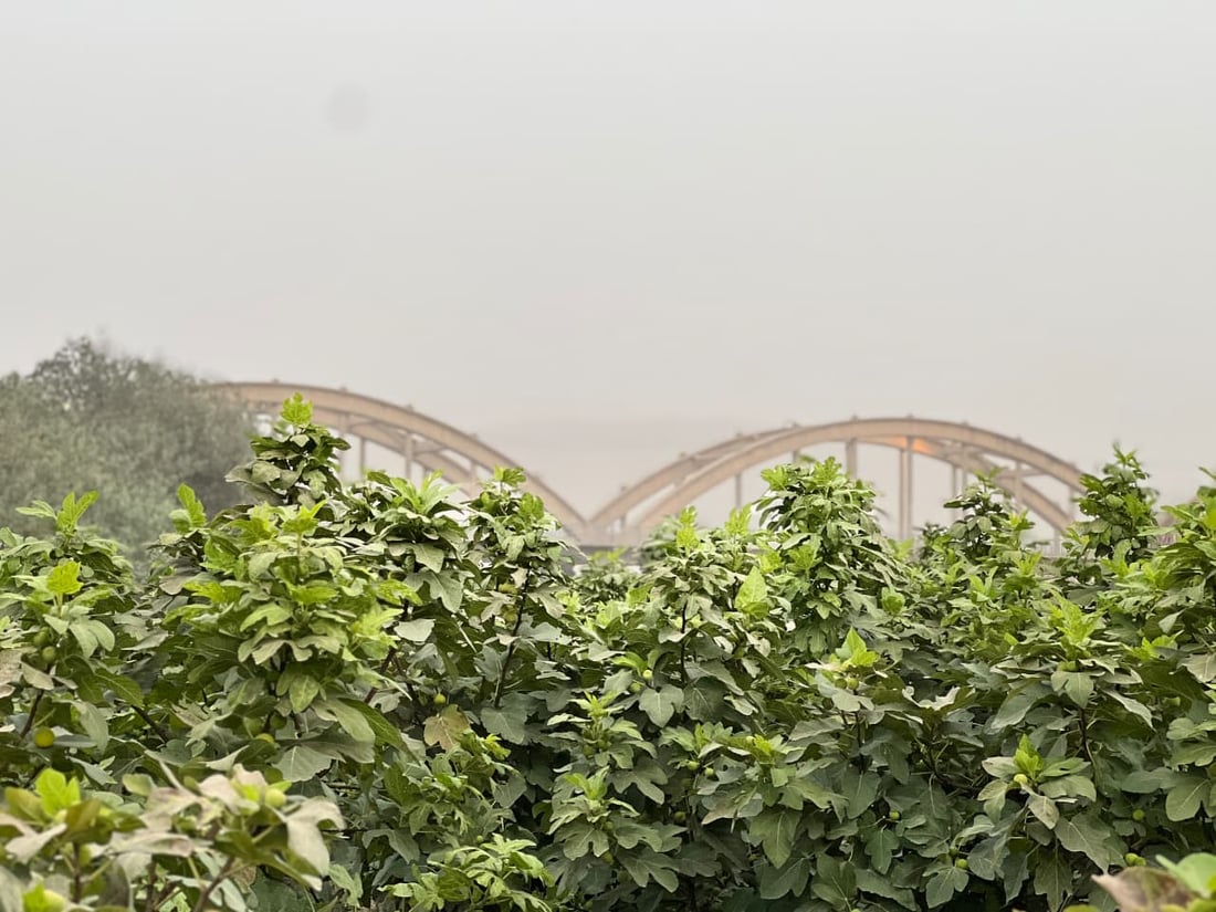 Figs from Taqtaq and Qaranaw draw strong demand in summer market