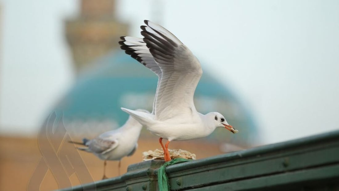 تسجيل إصابة بإنفلونزا الطيور لنورس في عين الفرس غربي تكريت (وثيقة)