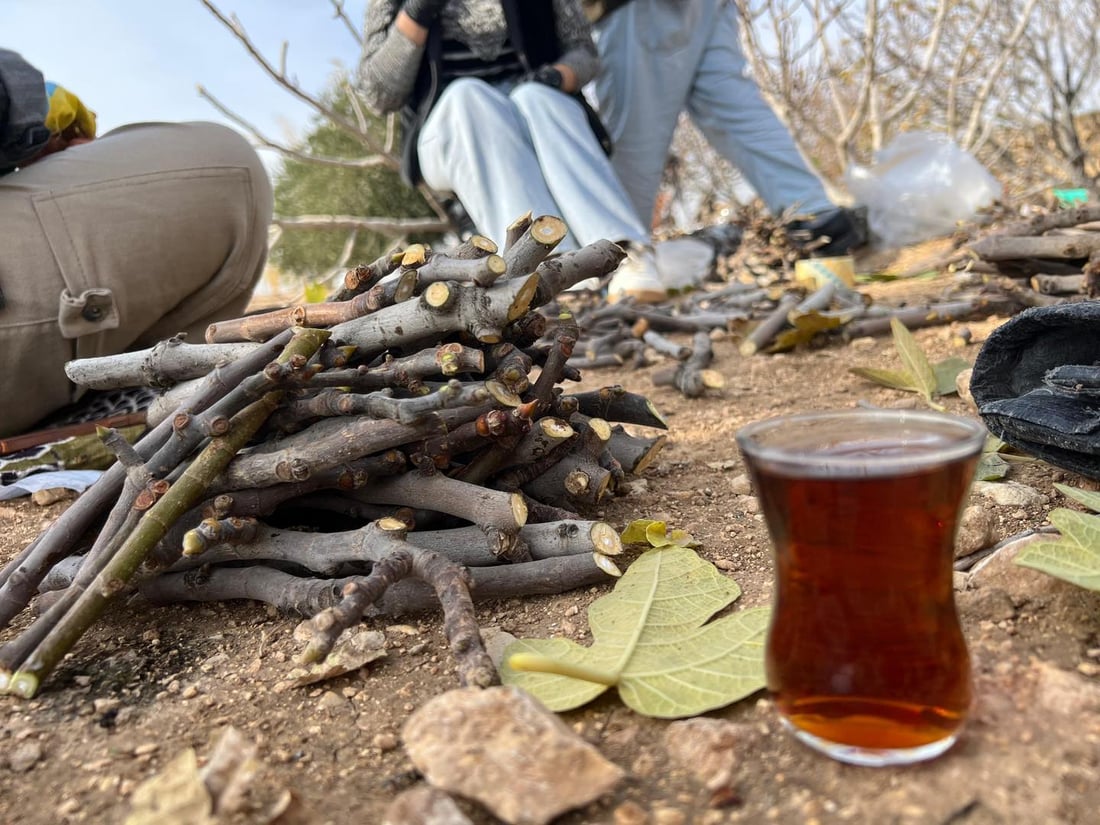 لە چیای شنگال 20 هەزار قەڵەمە هەنجیری خۆماڵی ئامادە دەکرێت