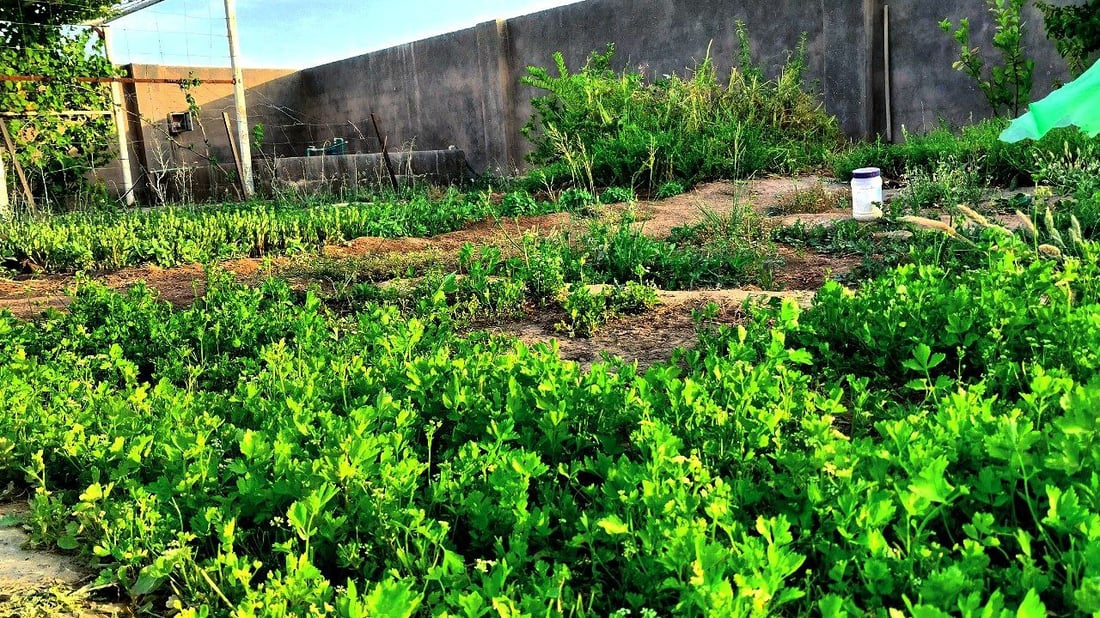 صور من القائم: حدائق منزلية تزرع الباميا والفلفل.. “طعمها طيب وتُغني عن السوق”